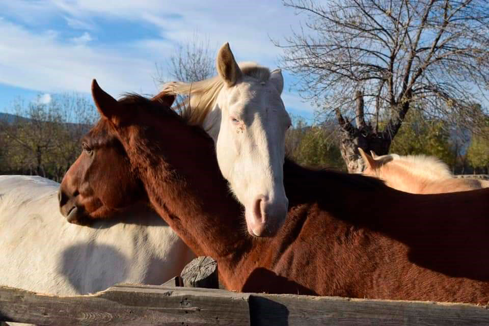 Paseos a caballo